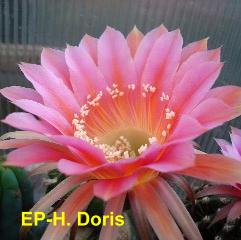 EP-H. Doris 4.2.jpg 